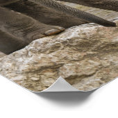 Poster Calf éléphant (Coin)