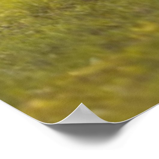 Poster Calf Repose (Coin)