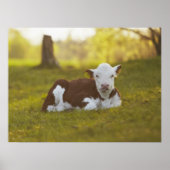 Poster Calf Repose (Devant)