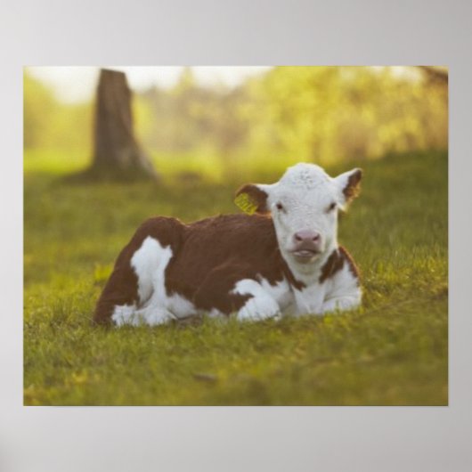 Poster Calf Repose (Devant)