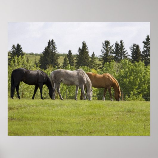 Poster Calgary, Alberta, Canada (Devant)