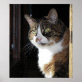 Poster Calico Cat (Devant)