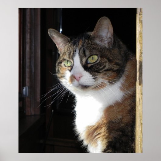 Poster Calico Cat (Devant)