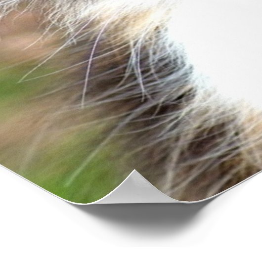 Poster Calico Cat (Coin)