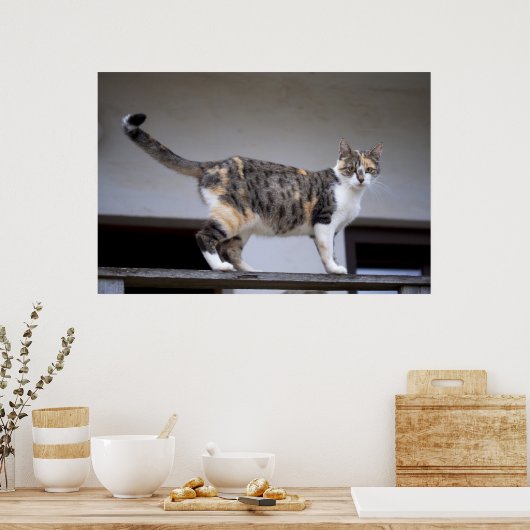 Poster Calico Cat au balcon (Cuisine)
