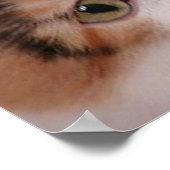 Poster Calico Cat fête d'anniversaire (Coin)