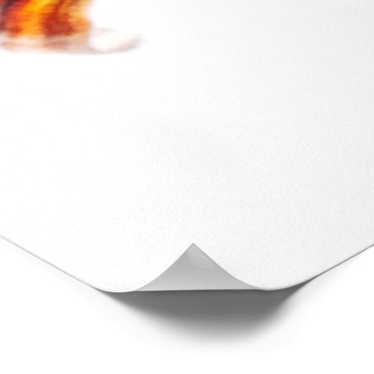 Poster Calico Fantail Comet (Carassius) (Coin)