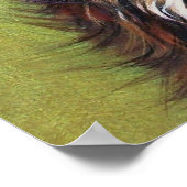 Poster Calico kitten (Coin)