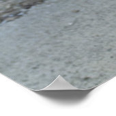 Poster Calico Kitten (Coin)