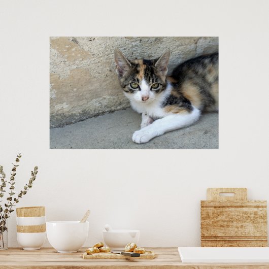 Poster Calico Kitten (Cuisine)