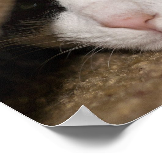 Poster Calico Taco (Coin)