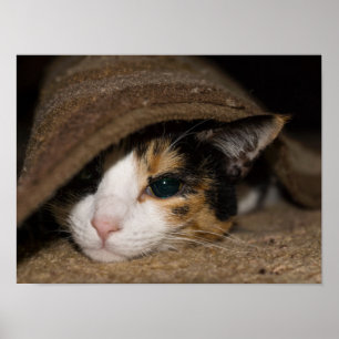 Poster Calico Taco
