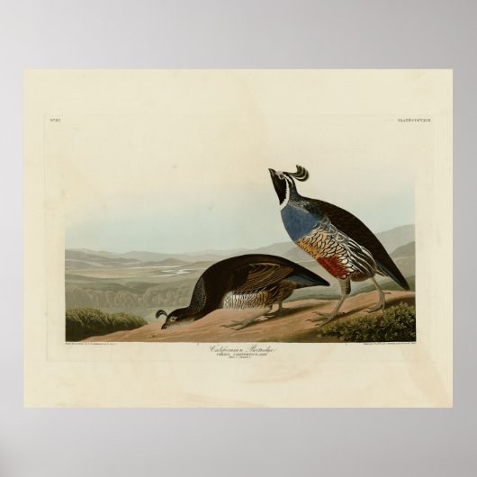 Poster California Partridge - Audubon's Birds of America (Devant)