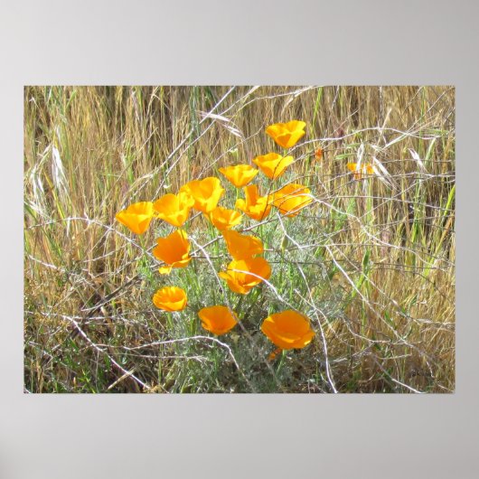 Poster - California Poppies (Voorkant)