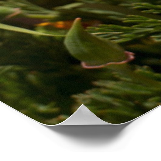 Poster California poppies (Coin)