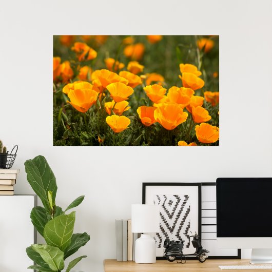 Poster California poppies (Bureau à domicile)