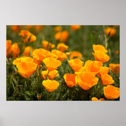 Poster California poppies (Devant)