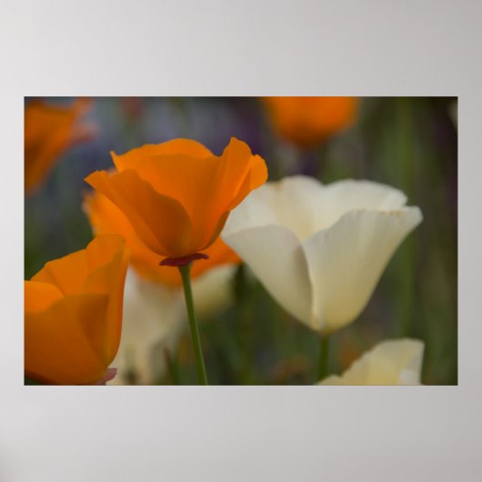Poster California Poppies (Voorkant)