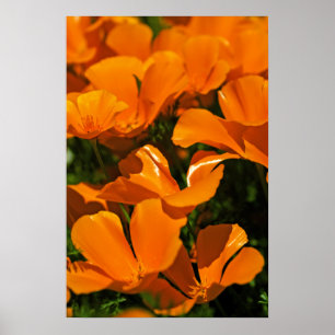 Poster California Poppies