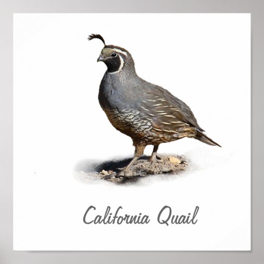 POSTER CALIFORNIA QUAIL (Devant)