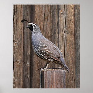 POSTER CALIFORNIA QUAIL À BARNBOARD