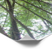 Poster California Redwoods Print (Coin)