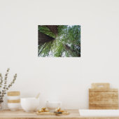 Poster California Redwoods Print (Cuisine)