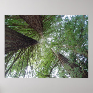 Poster California Redwoods Print