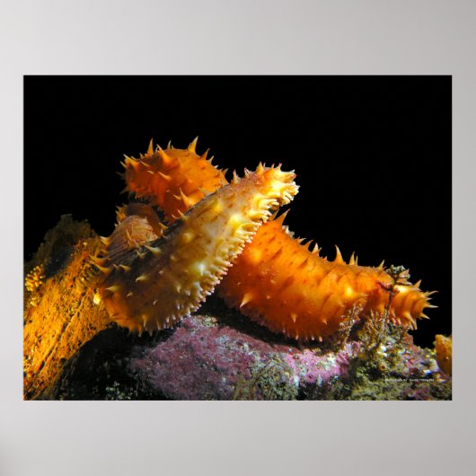 Poster California Sea Cucumber Love - Fine Art Prints (Devant)