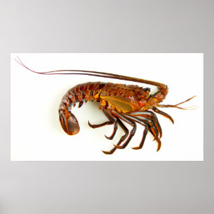 Poster California Spiny Lobster