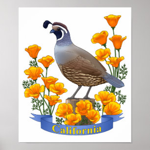 Poster California State Bird Quail & Golden Poppy