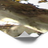 Poster Californie 66 (Coin)