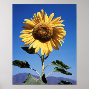 Poster Californie, A Mammoth Sunflower (Helianthus) 3