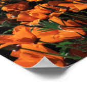 Poster Californie, Big Sur Coast, Californie Poppy (Coin)