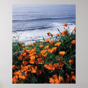 Poster Californie, côte de Big Sur, pavot de Californie
