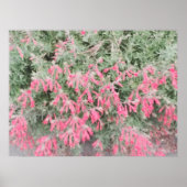 Poster Californie Fuchsia : Les flammes d'automne (Devant)