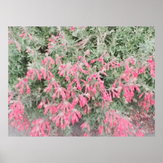 Poster Californie Fuchsia : Les flammes d'automne (Devant)