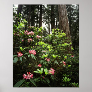 Poster Californie, parc d'État des Redwoods de la côte De