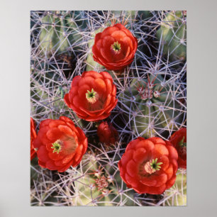 Poster Californie, Parc national de Joshua Tree, Claret