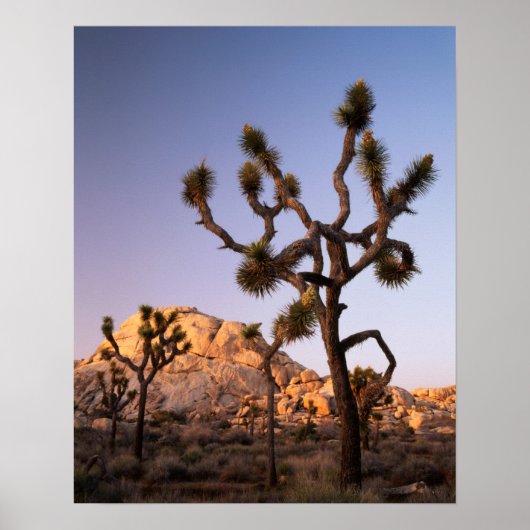 Poster Californie, Parc national de Joshua Tree, Joshua (Devant)