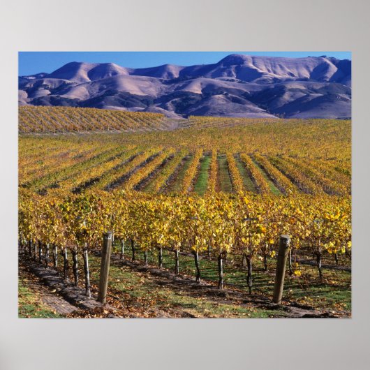 Poster Californie, San Luis Obispo Comté, Edna Valley (Devant)