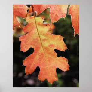 Poster Californie, une feuille de chêne colorée en automn