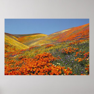 Poster Californische papavers VAN 8,99
