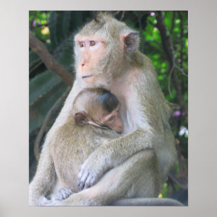 Poster Câlins entre une mère et son bébé singe en Thaïlan