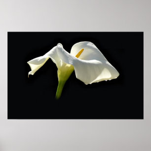 Poster calla