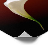 Poster calla (Coin)