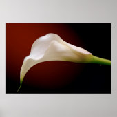 Poster calla (Devant)