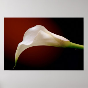 Poster calla