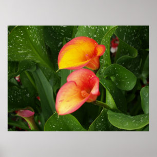 Poster Calla de flamme