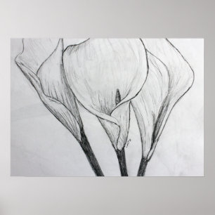 Poster Calla Lilies crayon croquis dessin art